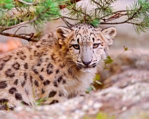 Preview wallpaper snow leopard, leaves, trees, grass, muzzle