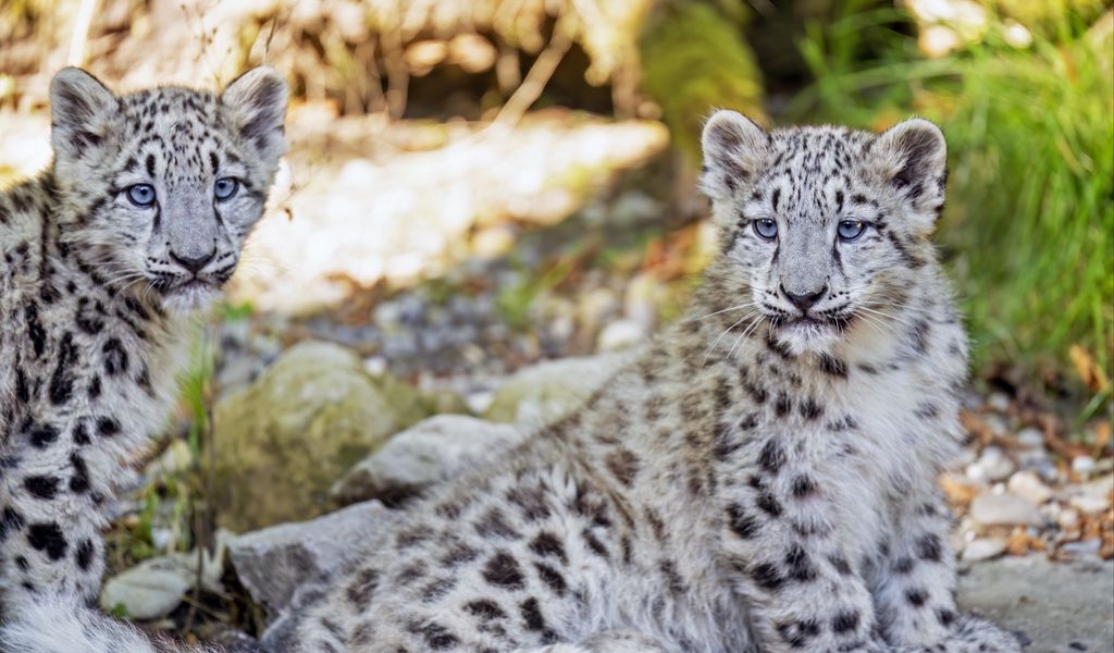 1024x600 Wallpaper snow leopard, leopard, big cat, spots, cute, predator, animal