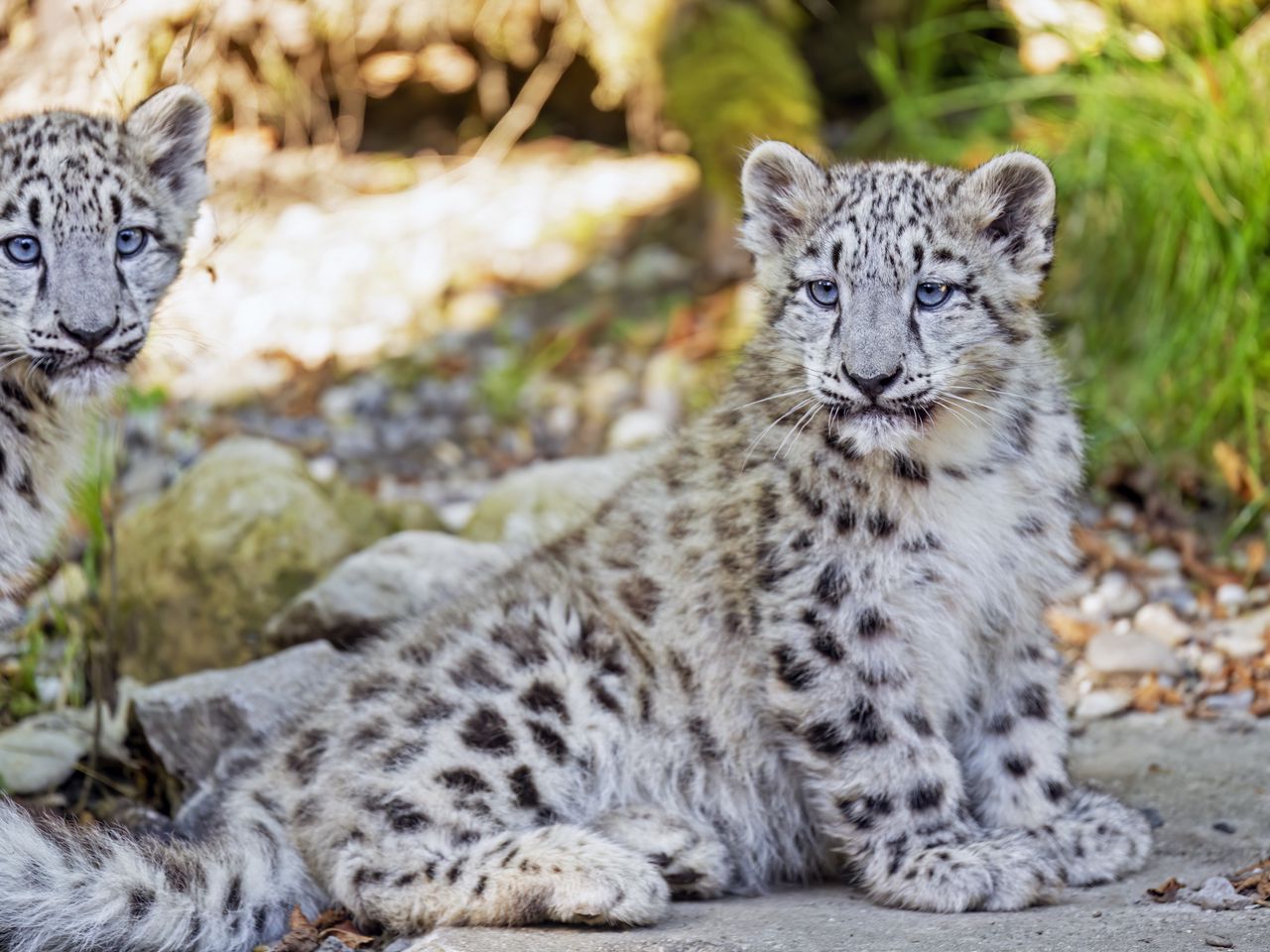 1280x960 Wallpaper snow leopard, leopard, big cat, spots, cute, predator, animal