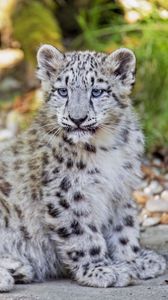 Preview wallpaper snow leopard, leopard, big cat, spots, cute, predator, animal