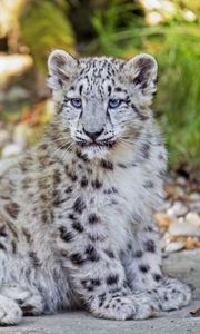 Preview wallpaper snow leopard, leopard, big cat, spots, cute, predator, animal