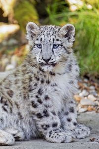 Preview wallpaper snow leopard, leopard, big cat, spots, cute, predator, animal