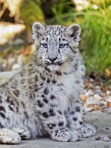 Preview wallpaper snow leopard, leopard, big cat, spots, cute, predator, animal