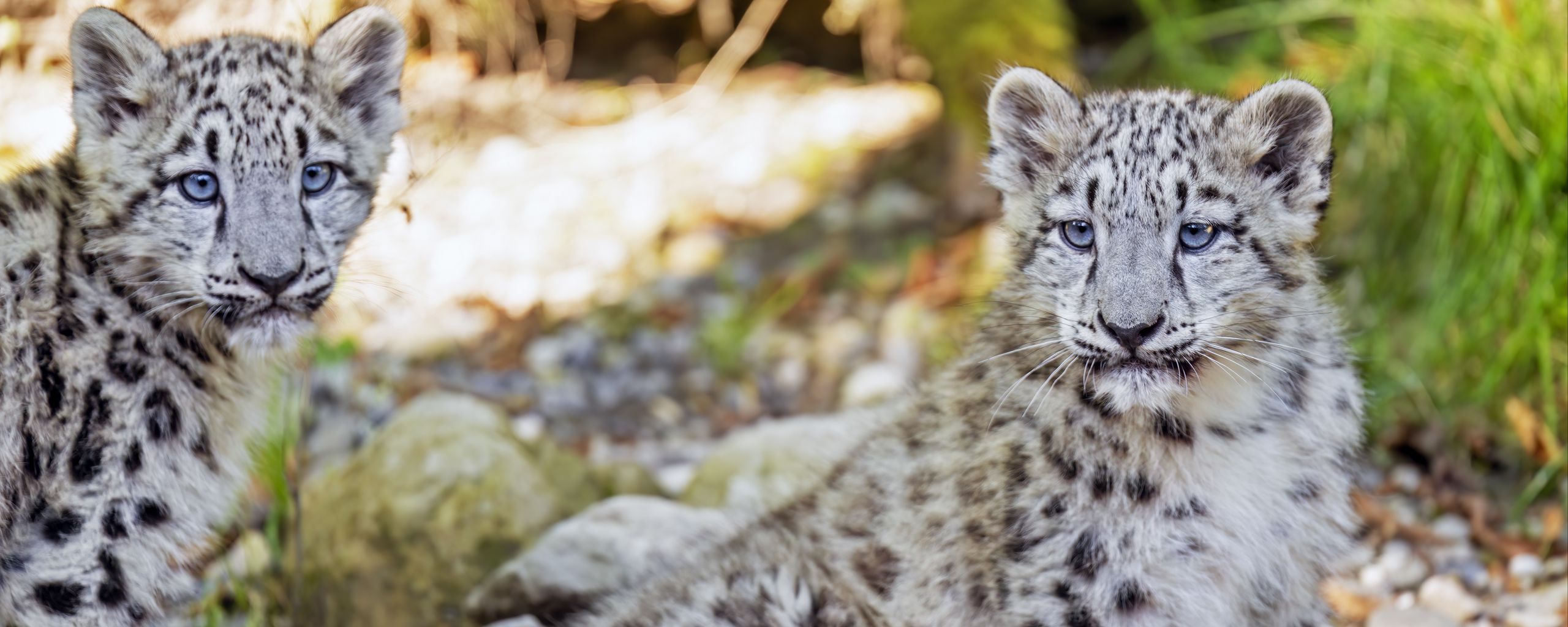 2560x1024 Wallpaper snow leopard, leopard, big cat, spots, cute, predator, animal