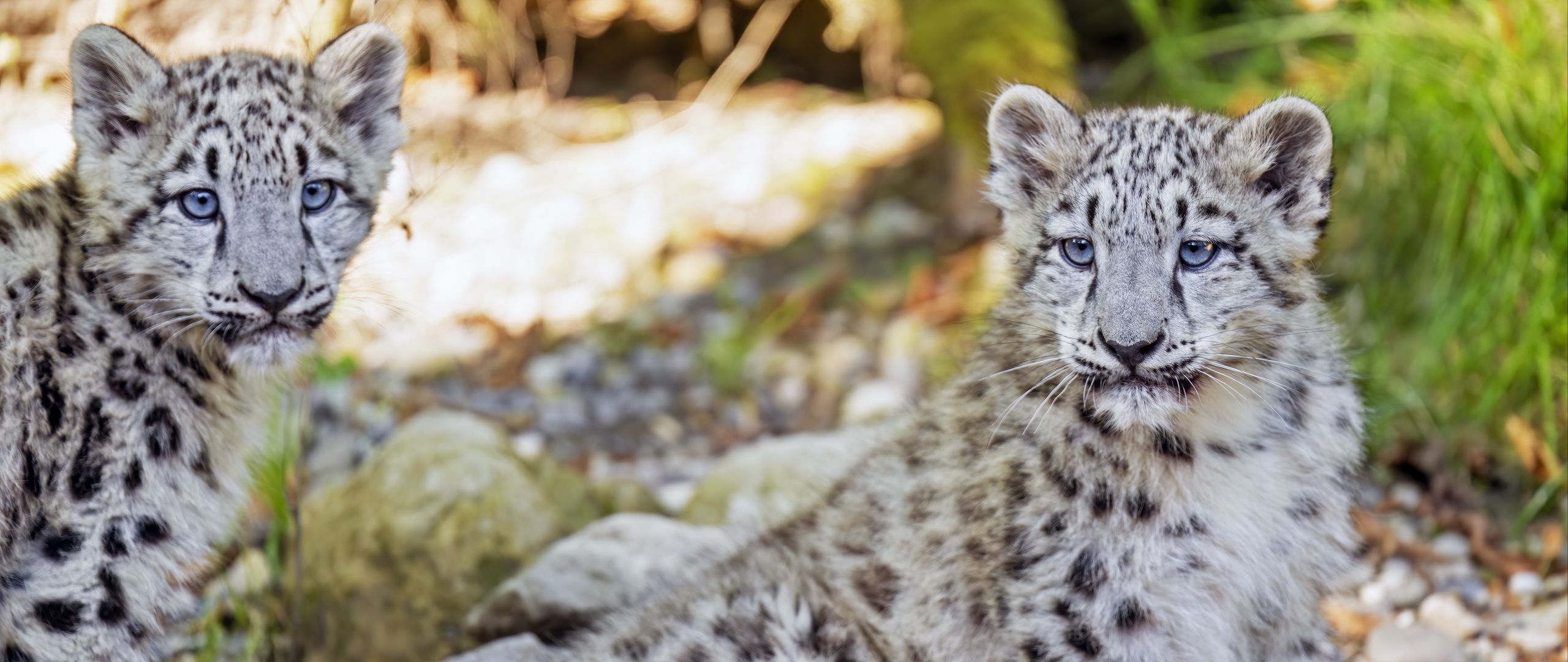 2560x1080 Wallpaper snow leopard, leopard, big cat, spots, cute, predator, animal