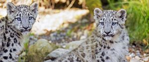Preview wallpaper snow leopard, leopard, big cat, spots, cute, predator, animal