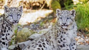 Preview wallpaper snow leopard, leopard, big cat, spots, cute, predator, animal