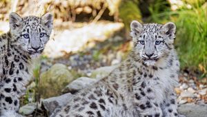 Preview wallpaper snow leopard, leopard, big cat, spots, cute, predator, animal