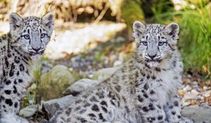 Preview wallpaper snow leopard, leopard, big cat, spots, cute, predator, animal