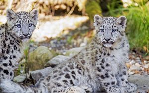 Preview wallpaper snow leopard, leopard, big cat, spots, cute, predator, animal