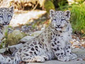Preview wallpaper snow leopard, leopard, big cat, spots, cute, predator, animal