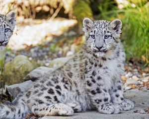 Preview wallpaper snow leopard, leopard, big cat, spots, cute, predator, animal