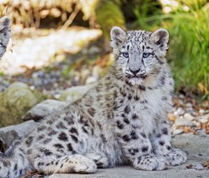 Preview wallpaper snow leopard, leopard, big cat, spots, cute, predator, animal