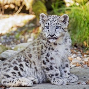 Preview wallpaper snow leopard, leopard, big cat, spots, cute, predator, animal