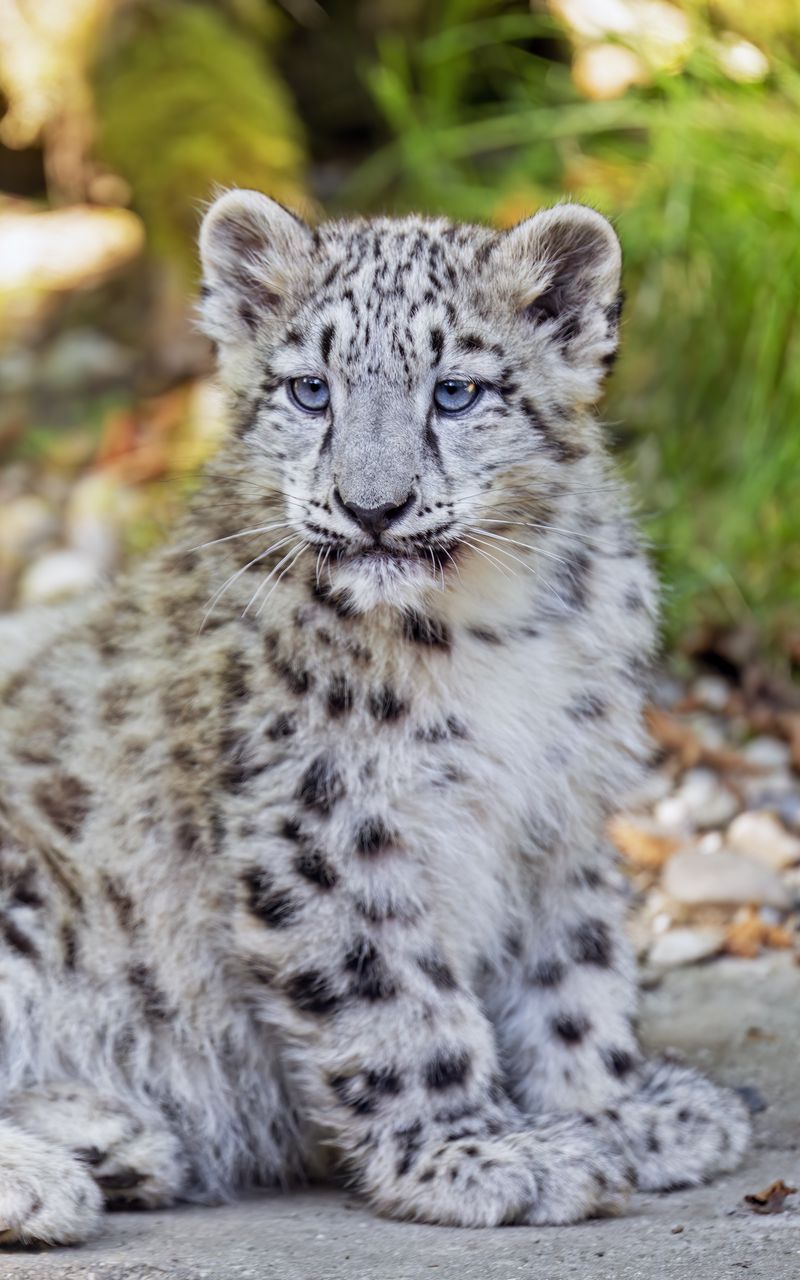 800x1280 Wallpaper snow leopard, leopard, big cat, spots, cute, predator, animal