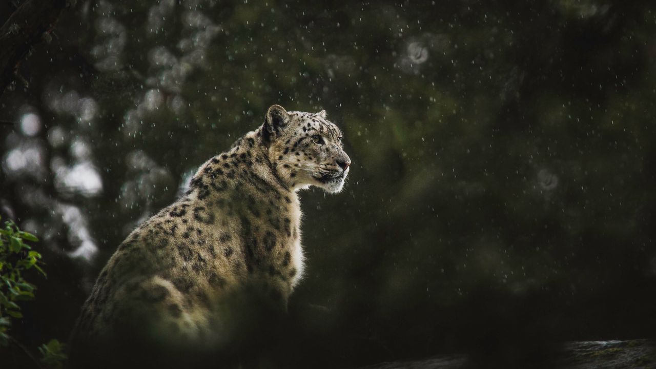 Wallpaper snow leopard, leopard, big cat, predator, rain, wildlife