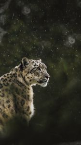 Preview wallpaper snow leopard, leopard, big cat, predator, rain, wildlife