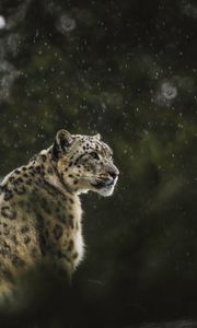 Preview wallpaper snow leopard, leopard, big cat, predator, rain, wildlife