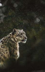 Preview wallpaper snow leopard, leopard, big cat, predator, rain, wildlife