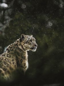 Preview wallpaper snow leopard, leopard, big cat, predator, rain, wildlife