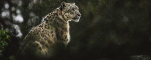 Preview wallpaper snow leopard, leopard, big cat, predator, rain, wildlife