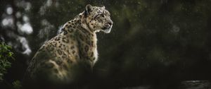 Preview wallpaper snow leopard, leopard, big cat, predator, rain, wildlife