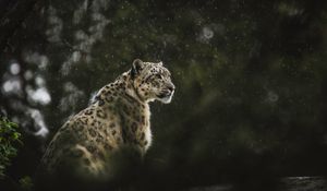 Preview wallpaper snow leopard, leopard, big cat, predator, rain, wildlife