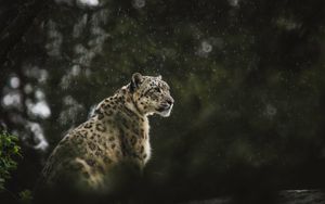 Preview wallpaper snow leopard, leopard, big cat, predator, rain, wildlife