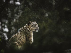 Preview wallpaper snow leopard, leopard, big cat, predator, rain, wildlife