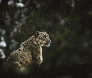 Preview wallpaper snow leopard, leopard, big cat, predator, rain, wildlife