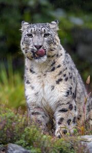 Preview wallpaper snow leopard, leopard, big cat, predator, protruding tongue