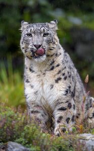 Preview wallpaper snow leopard, leopard, big cat, predator, protruding tongue