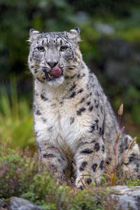 Preview wallpaper snow leopard, leopard, big cat, predator, protruding tongue
