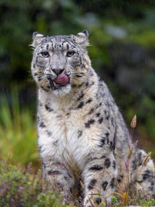 Preview wallpaper snow leopard, leopard, big cat, predator, protruding tongue