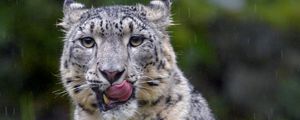 Preview wallpaper snow leopard, leopard, big cat, predator, protruding tongue