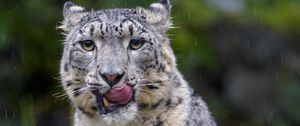 Preview wallpaper snow leopard, leopard, big cat, predator, protruding tongue