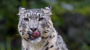 Preview wallpaper snow leopard, leopard, big cat, predator, protruding tongue