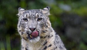 Preview wallpaper snow leopard, leopard, big cat, predator, protruding tongue