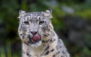 Preview wallpaper snow leopard, leopard, big cat, predator, protruding tongue