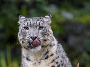 Preview wallpaper snow leopard, leopard, big cat, predator, protruding tongue