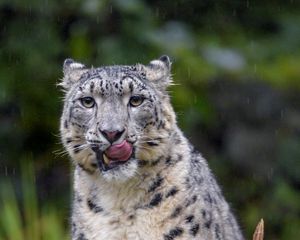Preview wallpaper snow leopard, leopard, big cat, predator, protruding tongue