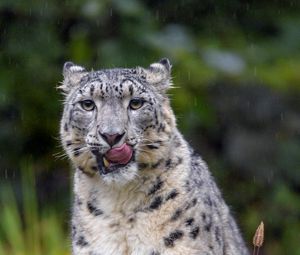 Preview wallpaper snow leopard, leopard, big cat, predator, protruding tongue