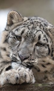 Preview wallpaper snow leopard, leopard, cub, predator, spotted, wildlife