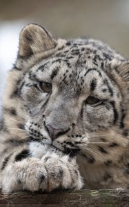 Preview wallpaper snow leopard, leopard, cub, predator, spotted, wildlife