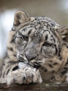 Preview wallpaper snow leopard, leopard, cub, predator, spotted, wildlife