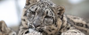 Preview wallpaper snow leopard, leopard, cub, predator, spotted, wildlife