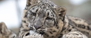 Preview wallpaper snow leopard, leopard, cub, predator, spotted, wildlife