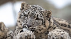 Preview wallpaper snow leopard, leopard, cub, predator, spotted, wildlife