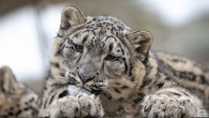 Preview wallpaper snow leopard, leopard, cub, predator, spotted, wildlife