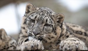 Preview wallpaper snow leopard, leopard, cub, predator, spotted, wildlife